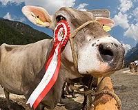 'Kahvaltıda peynir yiyemiyorum' diyen öğrenciye inek yardımı
