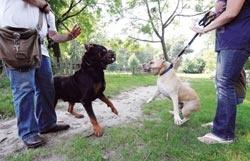 Pitbull ısırırsa sorumlu sizsiniz