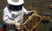 Arılar şaşırdı, bal üretimi düştü