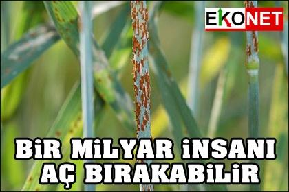 Ölümcül mantar buğday üretimini tehdit ediyor
