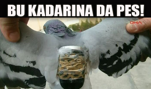 Göreni şaşkına çeviren hinlik!