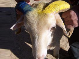 Kurban eti hakkında merak edilenler