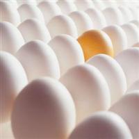 ABD'de zehirli yumurta paniği