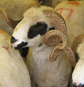 Bu koçlar araba fiyatında