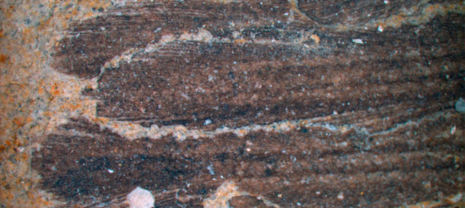 36 milyon yıllık dev penguen fosili