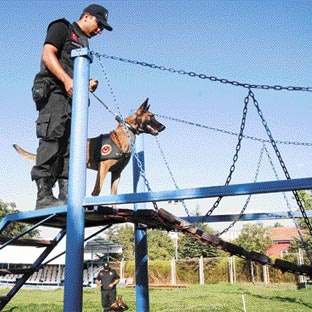 Zehire değil 'çaya' havlayacak