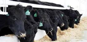 İthal ete test kolaylığı geldi