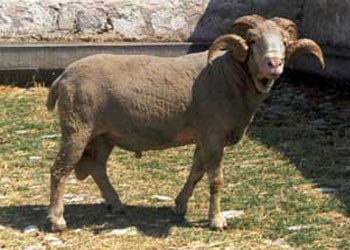 Kurban fiyatları belli oldu