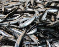 Balıkçıların umudu hamside