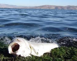 Bafa Gölü kurtulur mu?