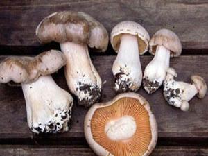 Uzmanlardan hayati 'Mantar' uyarısı