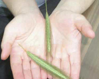 Yuttuğu ot sırtından çıktı