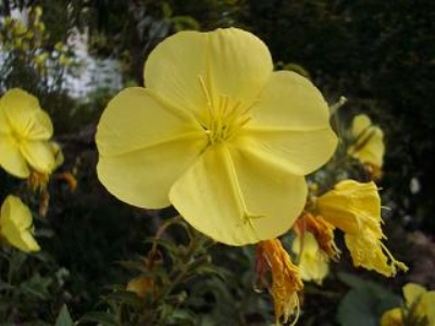 Akşam ezanıyla açan çiçekler