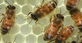 Arılar bilgisayardan akıllı