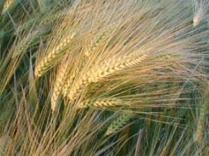 Hazine arazisine arpa ekenlere soruşturma