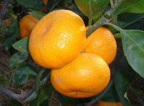 Mandalina yiyin fakat....