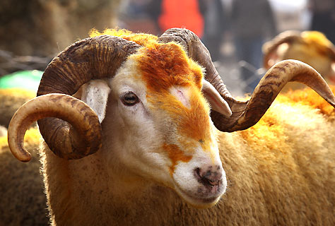 Hükümet 'az kırmızı et yiyin' diyecek