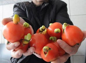 Domatesten hormon fışkırdı!