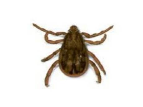 Kene kabusuna 'elbiseli çözüm'