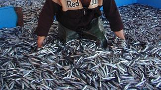 Balıkçılar kuyrukta