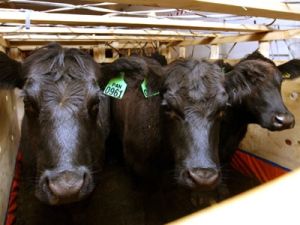 Spekülatörlere kanmayın