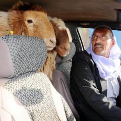 Koyun koyuna yolculuk