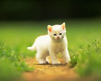 Evcil hayvan besleyenler dikkat