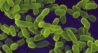 Yok edilemiyor, yayılıyor!