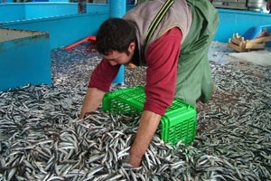 20 ton hamsi dağıtılacak