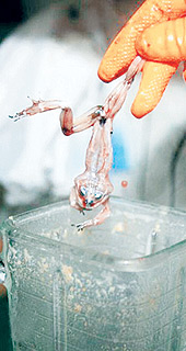 Dünyanın en iğrenç içeceğine büyük rağbet