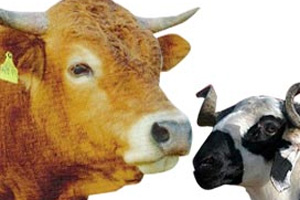 Kurban bayramı tavuk fiyatlarını düşürdü