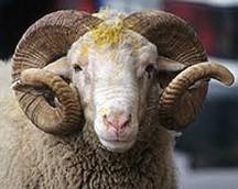 ''ÇOCUKLAR KURBAN KESİMİNDEN UZAK TUTULMALI