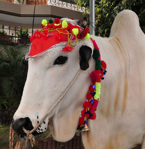 Süslü kurbanlıklar görücüye çıktı