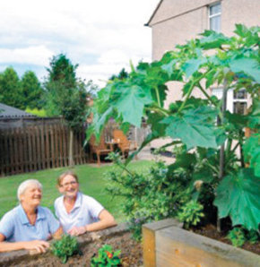 Süs bitkisi öldürüyordu!