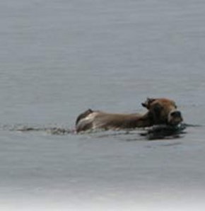 10 km koşan firari dana, denizde de 3 km yüzdü