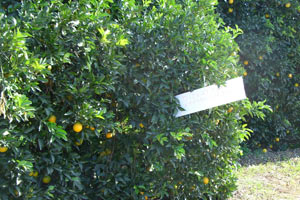 Sıcaklık arttı, doğanın dengesi şaştı!