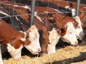 Yerli Anguslar üretilecek