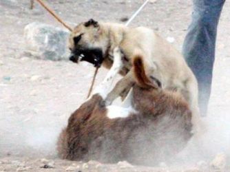 Çocukların kanlı oyunu!