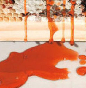 Arılar kırmızı bal üretti