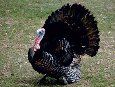 Hindinin yaptığına bak!