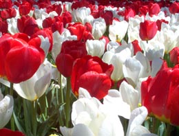 Lale öz vatanı na döndürülecek