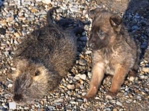 Kum ocağında dev fare !