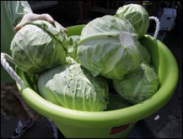 Soğuk hava sebze fiatlarını vurdu