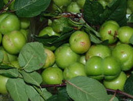 Mersin'den getirilen can eriklerinin kilosu 200 lira