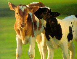 2010'un zam şampionu