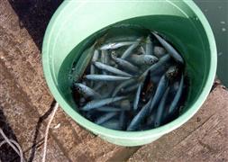 Bu sefer de onbinlerce balık öldü!