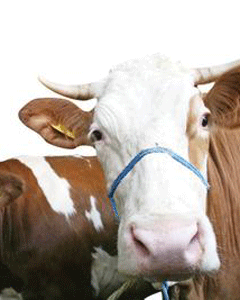 Şimdi de inek talebi patladı