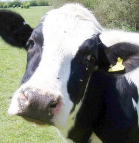 "Böyle krediyi babası oğluna vermez"