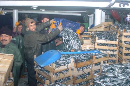 Gecenin bereketi 37,5 ton sardalya