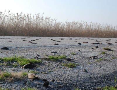 Bursa'ya onlarca ölü kuş yağdı!